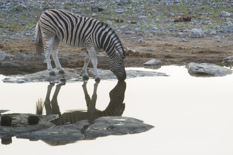 A zebra drinks from a watering hole. 