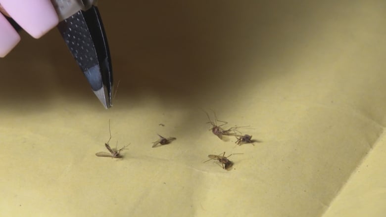 A yellow paper with five dead mosquitoes on it. A hand holding tweezers.