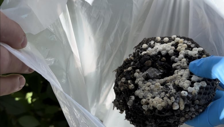 a close up picture of a wasp nest in a white plastic bag 