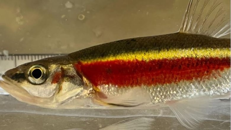 Redside Dace