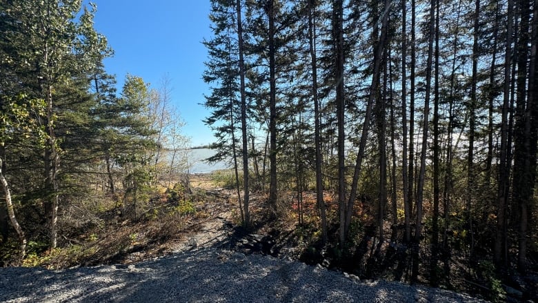 Trees and Great slave lake on a sunny day