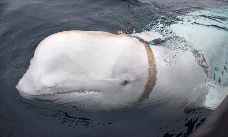 A beluga whale is seen in the photo. It has what looks like a brown strap around its neck. 