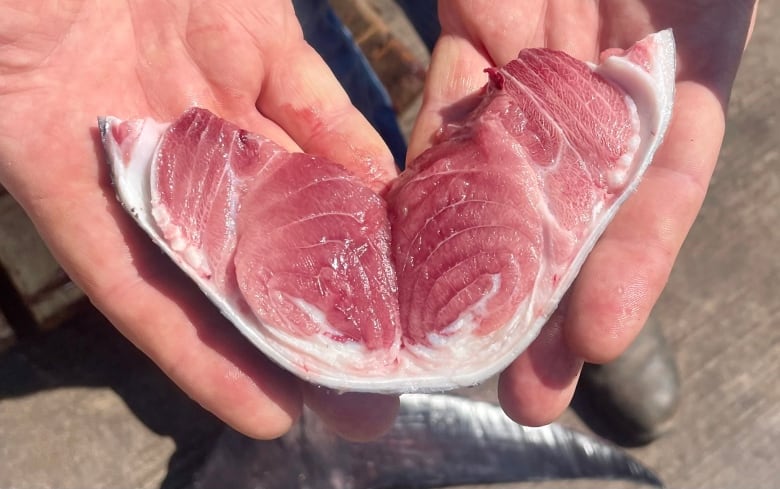 A piece of bluefin tuna is help up by a pair of hands.  