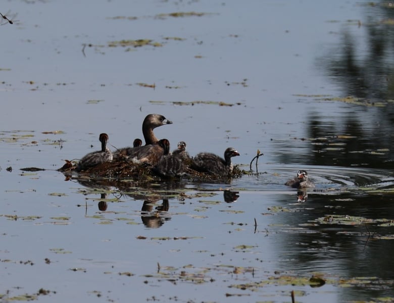 A mother duck is surrounded by its baby ducks in a pond.