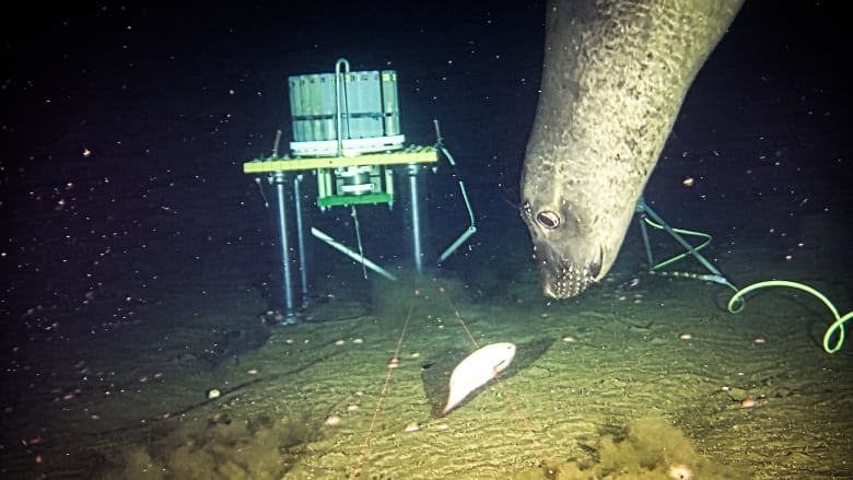 A seal swims toward a fish, and there is research equipment in the background.