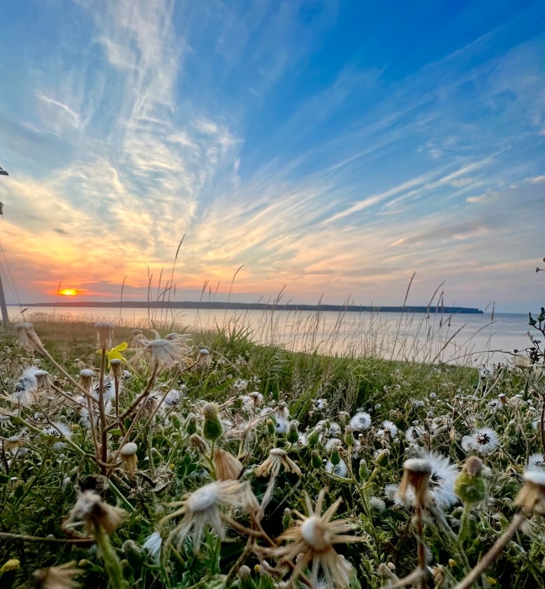 A field of dead dandelions take up the foreground of the image. The ocean lingers in the background. 