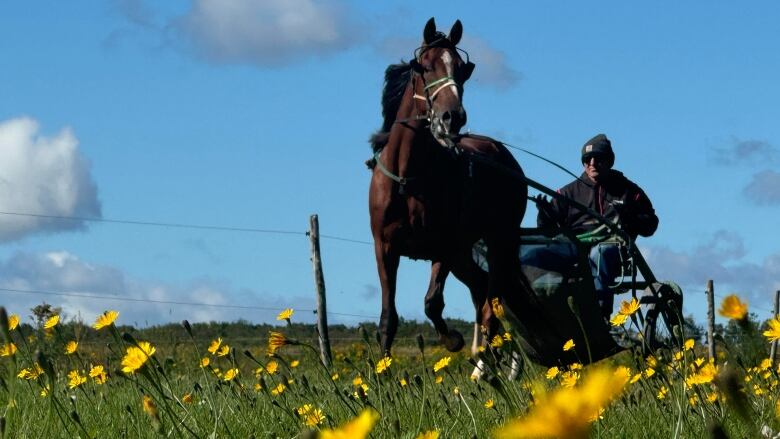 A low shot of a harness racing horse being jogged by a driver 