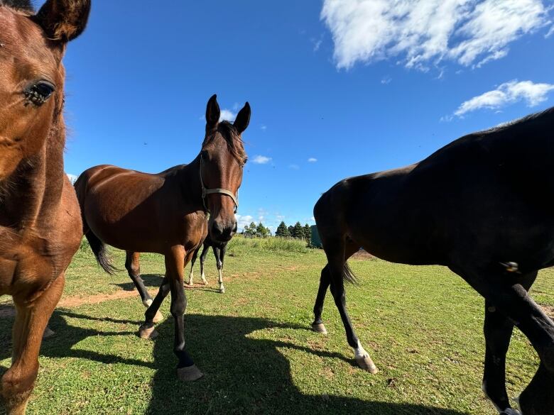 A young horse in a field 