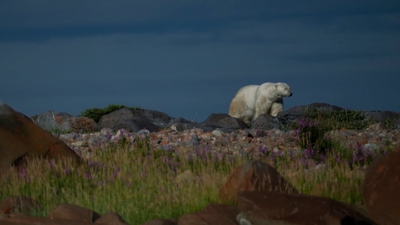 A polar bear walks along rocks.