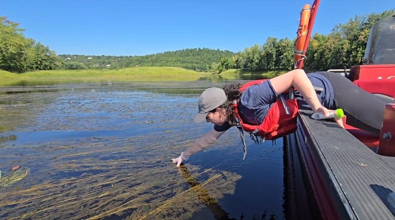 Woman leans over the side of a boat and reaches for floatinig plants. 