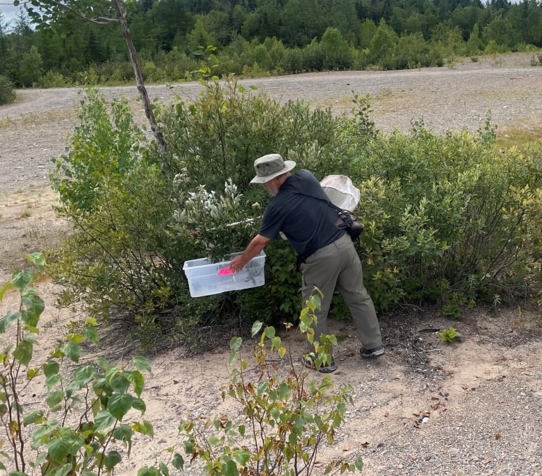 A man beating a bush to collect insects in a box.