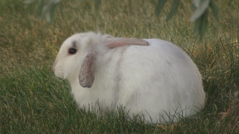 a white rabbit sits on the grass outside