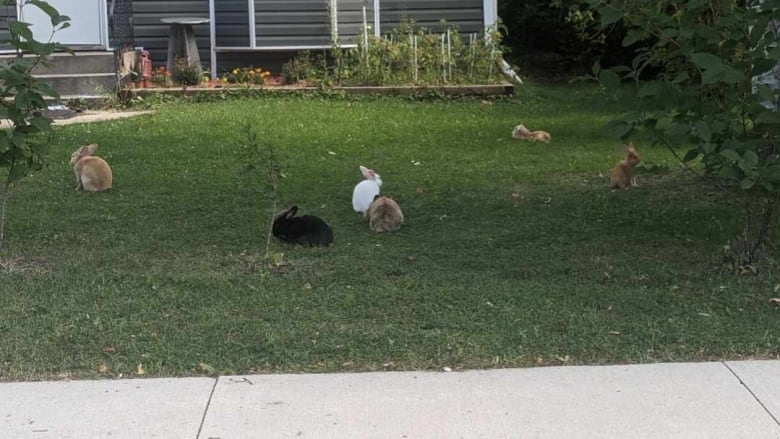 Two orange rabbits sit on the grass near a truck.