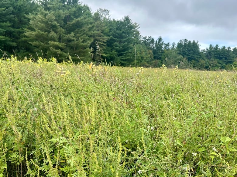 A meadow and forest 