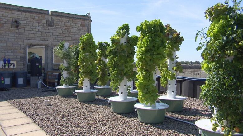 Aeroponic towers sit on the roof of Royal University Hospital in Saskatoon.