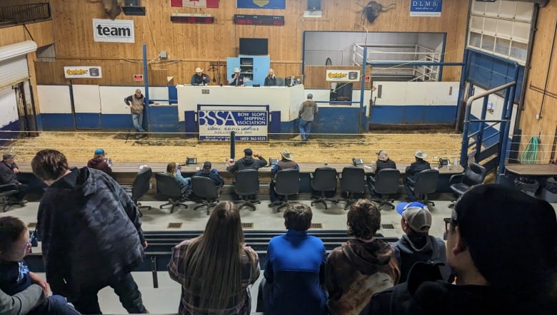 Stands filled with people looking out into an auction ring. 