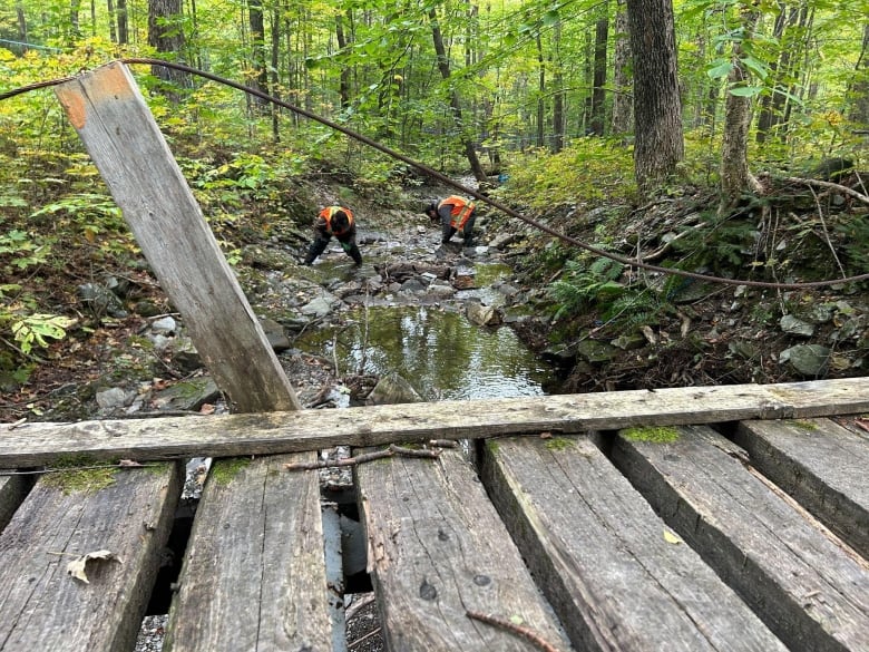 People looking under rocks in stream