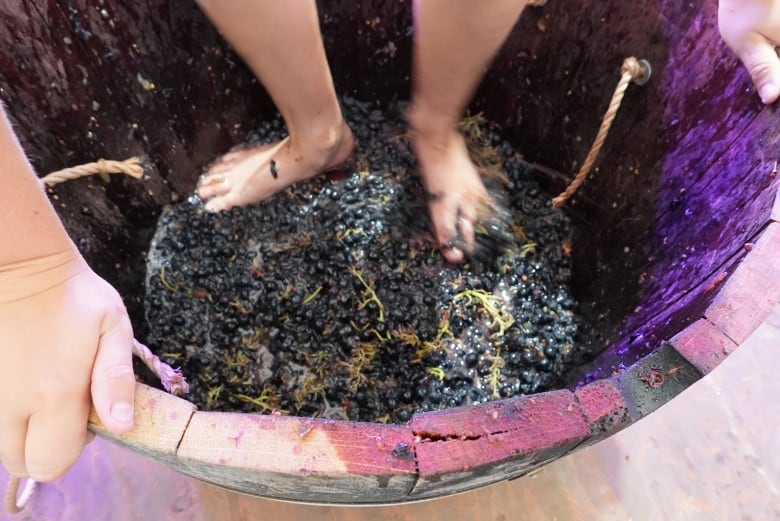 Feet are seen stomping on grapes in a barrel.