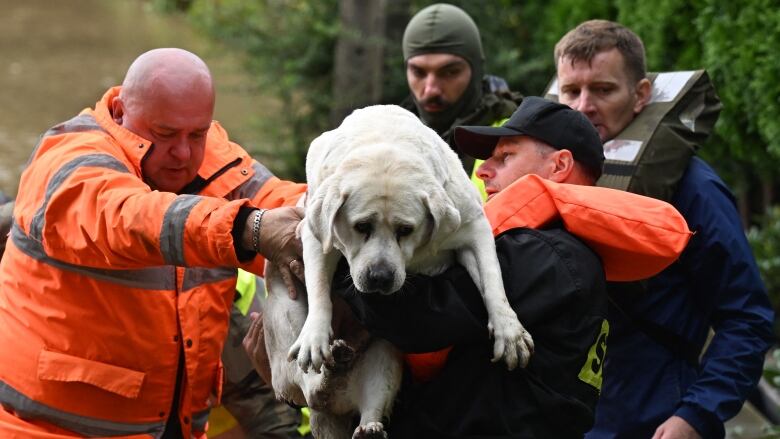 Two men hold up a large dog.