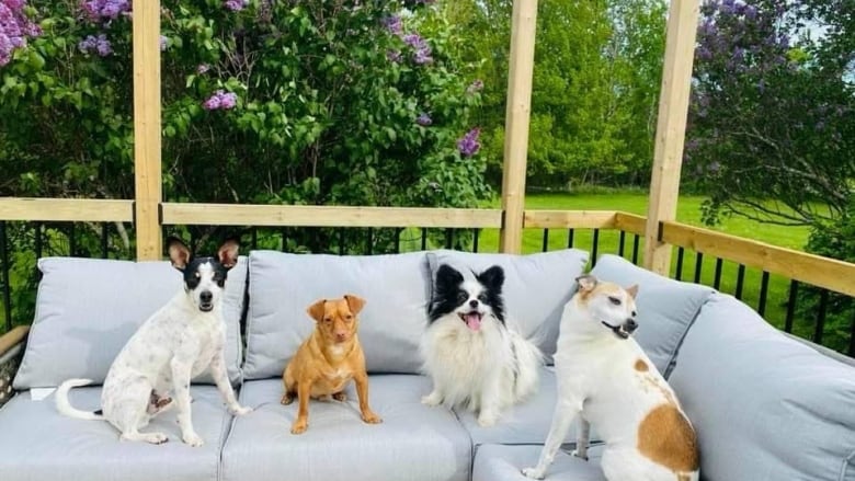 Four dogs sit on a couch outside in the sun. 