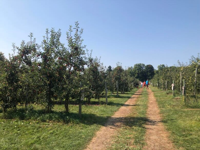 An apple orchard with people walking through the trees