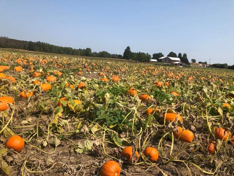 A field with hundreds of pumpkins