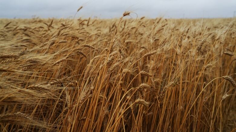 a field of wheat