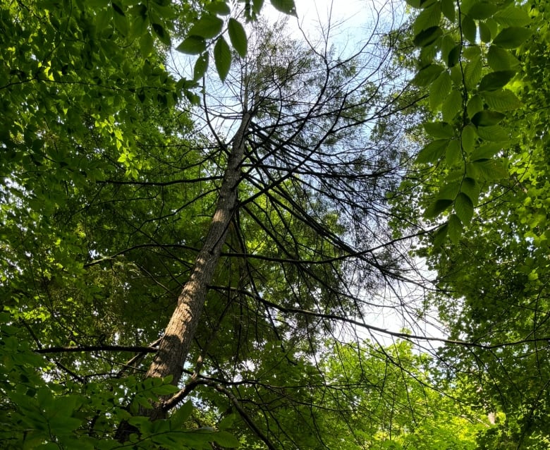 A tree is shown from the ground. It has lost much of its foliage. 