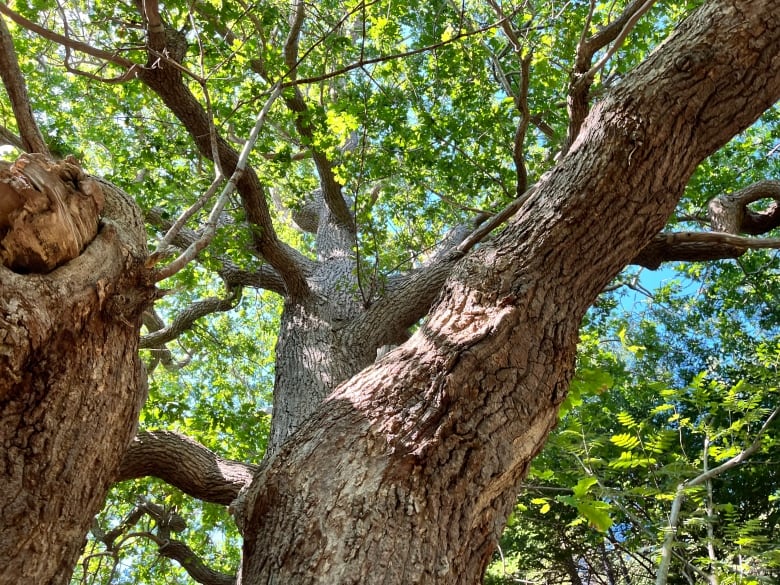 An oak tree. 