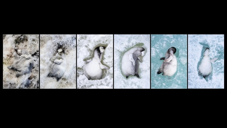 A row of photos of individual penguin chicks frozen in ice