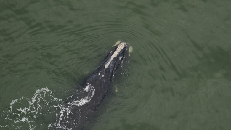 A north atlantic right whale in the ocean