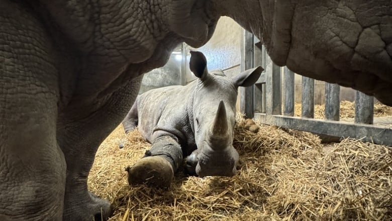 A small rhino lies in some hay, its front leg wrapped in a cast and stretched out before it. A larger rhino stands in front, an the small injured animal is framed by its legs and belly. 