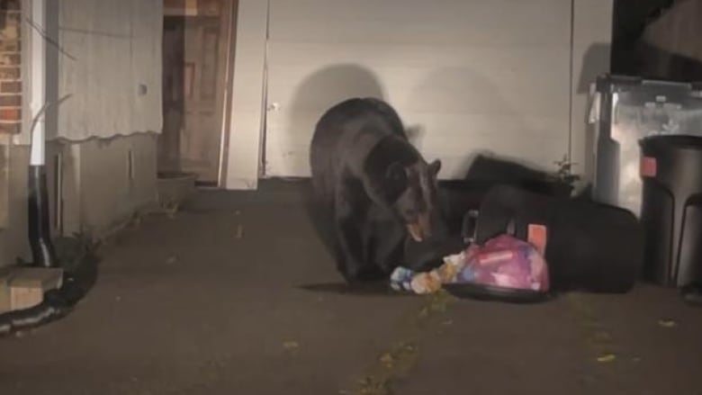 A black bear eats garbage outside a residence in Thunder Bay, Ont.