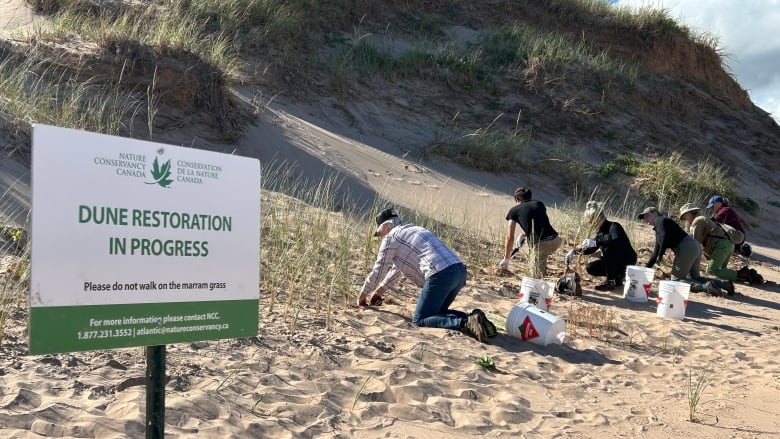 People on knees planting grass in the sand dune.