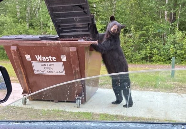 A black bear can be seen propping the lid to a garbage bin open outside. 