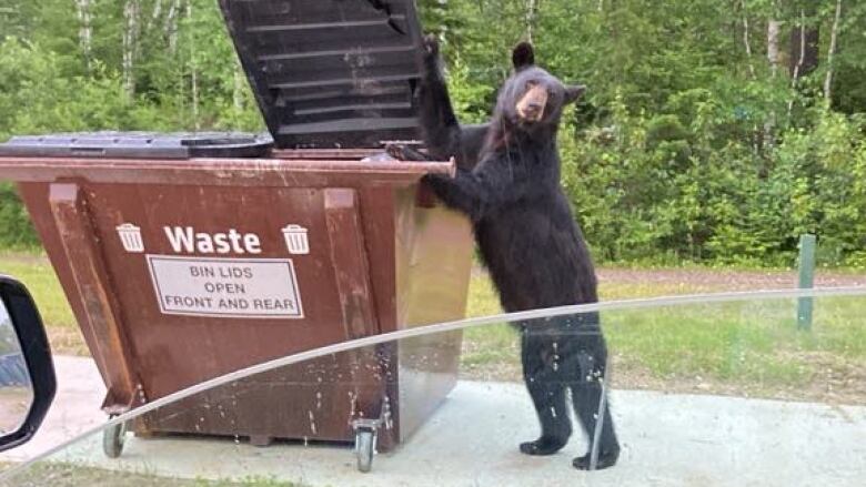 A black bear can be seen propping the lid to a garbage bin open outside. 