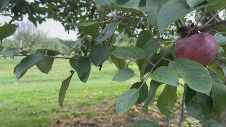 Apples on a tree