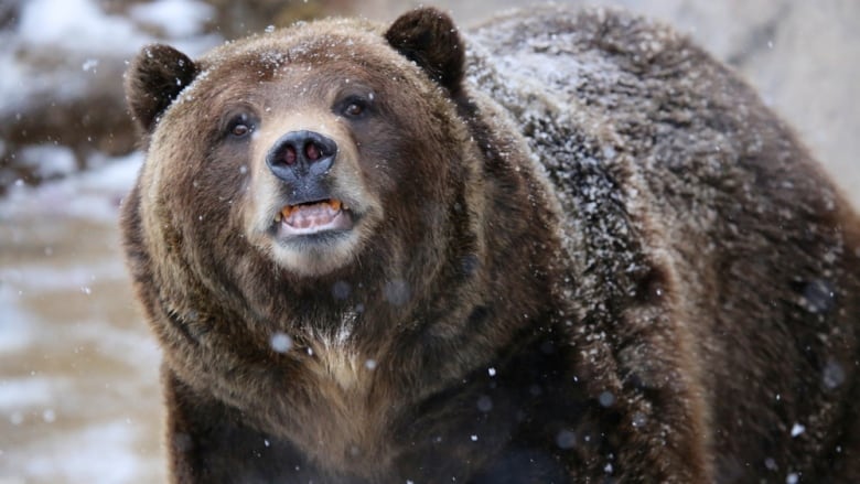 a grizzly bear in the snow.