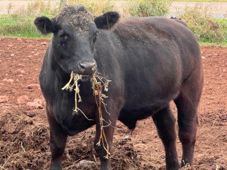 A beef animal with hay in its mouth 