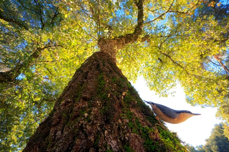 A sleek little bird with a long skinny beak, with yellowish orange features on the bottom and gray ones on the top, is pictured from below as it climbs down an oak tree.  