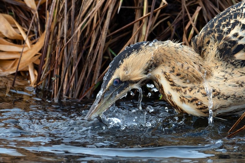 A close-up of a long-necked bird with white and black fathers, sitting among some tall, yellow grass on a river's edge, launching its long, pointy beak into the water. 