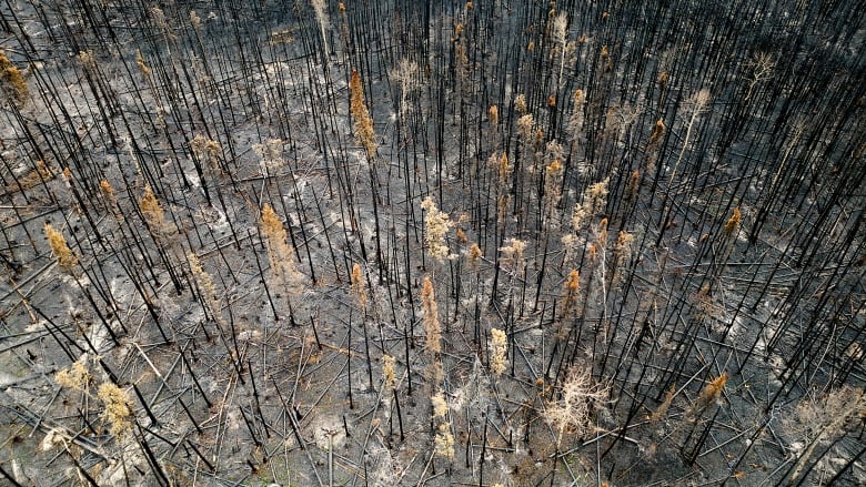 The blackened remains of a burned forest are seen from the air. 