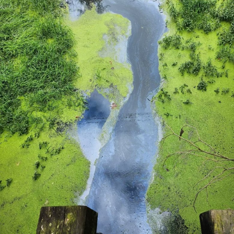 A waterway from above has a visible oil slick on it.