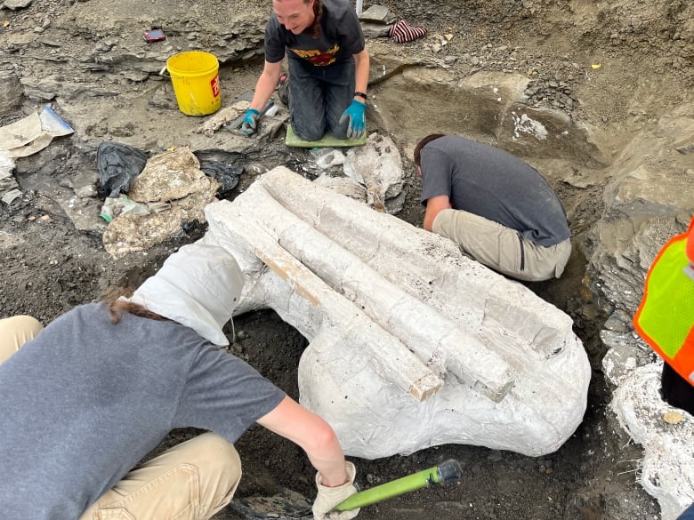 People dig around a large fossil.