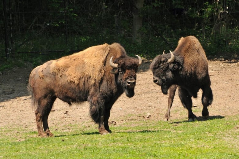 Two wood bison are pictured standing in an outdoor space