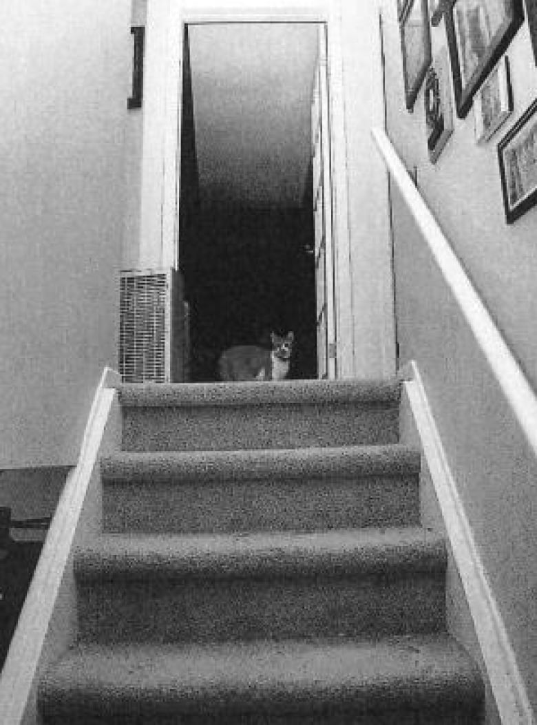 A cat can been seen at the top of a staircase. 