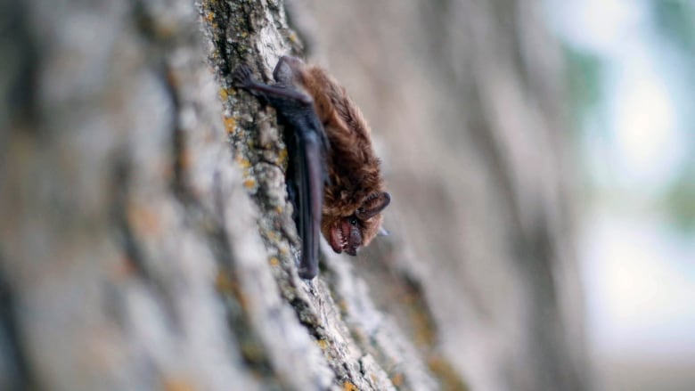 A bat on a tree.