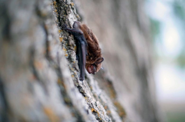 A bat on a tree.