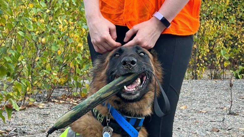 A closeup of a Belgian Malinois with sand on its nose and a long chew toy in its mouth, sitting in front of a person.