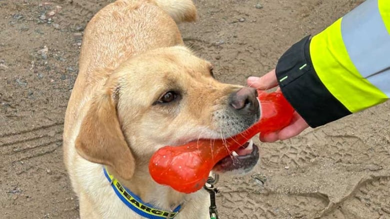 A close-up of a yellow lab with a red, plastic bone in its mouth.